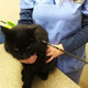 Illustration for article titled Reddit Revenge Mob Gets Riled Up After Cat Is Shot With Crossbow